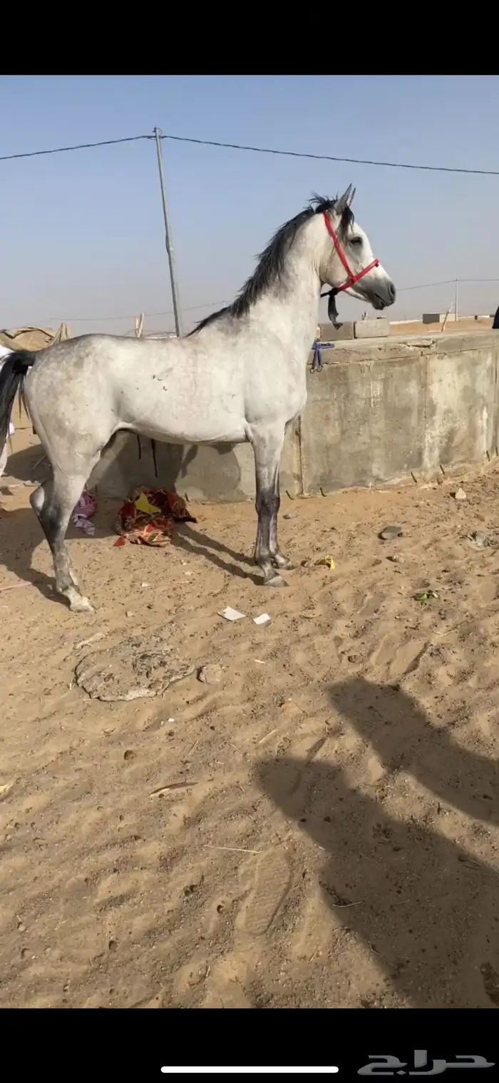 حصان مصري شعبي 1