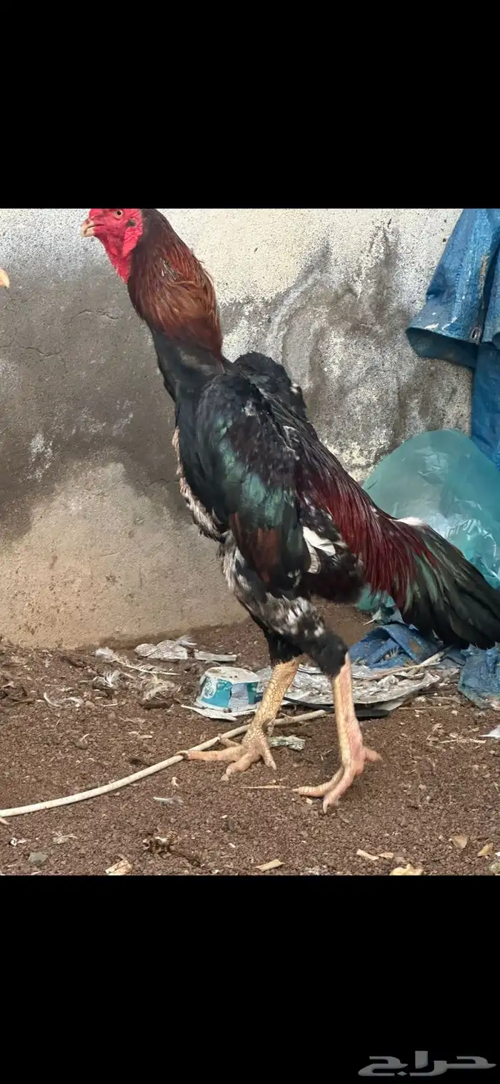 ديك شامو ياباني 1