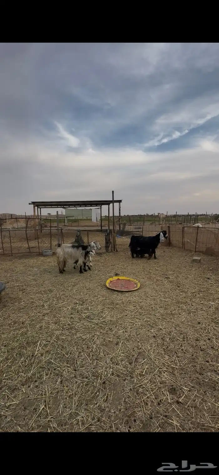 معزا عنز عوارض حبش مقاني متابيع وليد خلفات 3