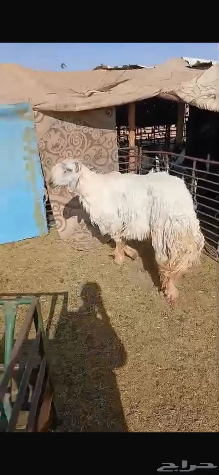 للبيع نعجه ثنيه فيها خلع برجلها اليسار وسديس فل الفل شحم 20
