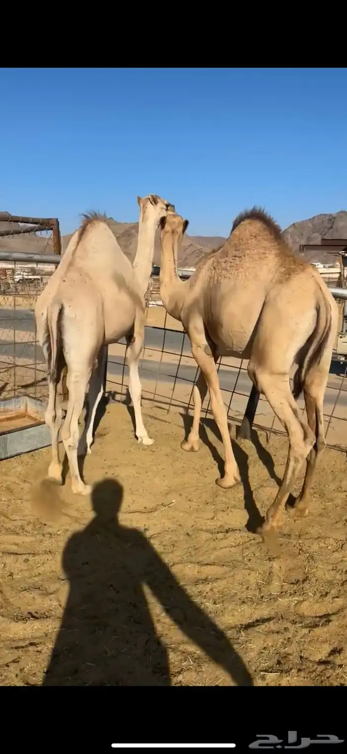 قعودين كفو للبيع 1