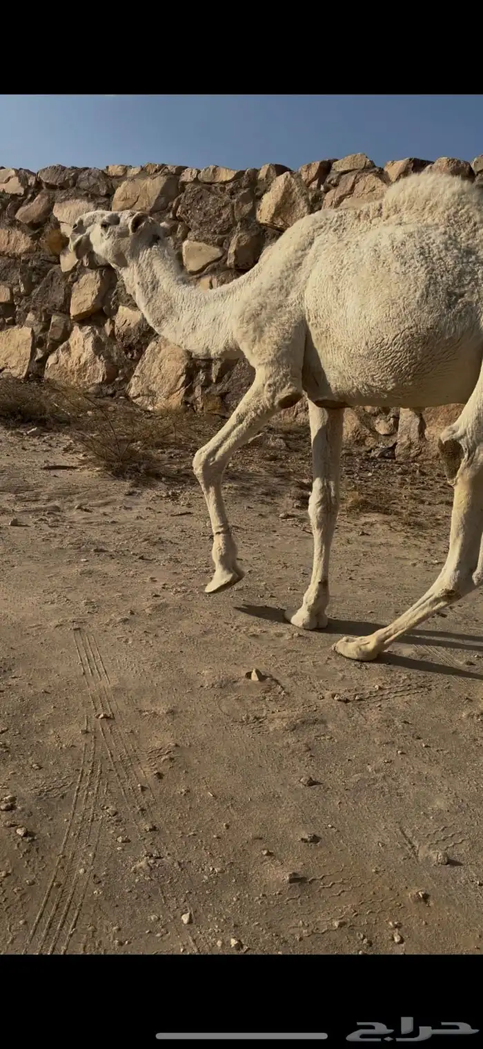 بعير رباع عفر كفو على جميع الشروط 1