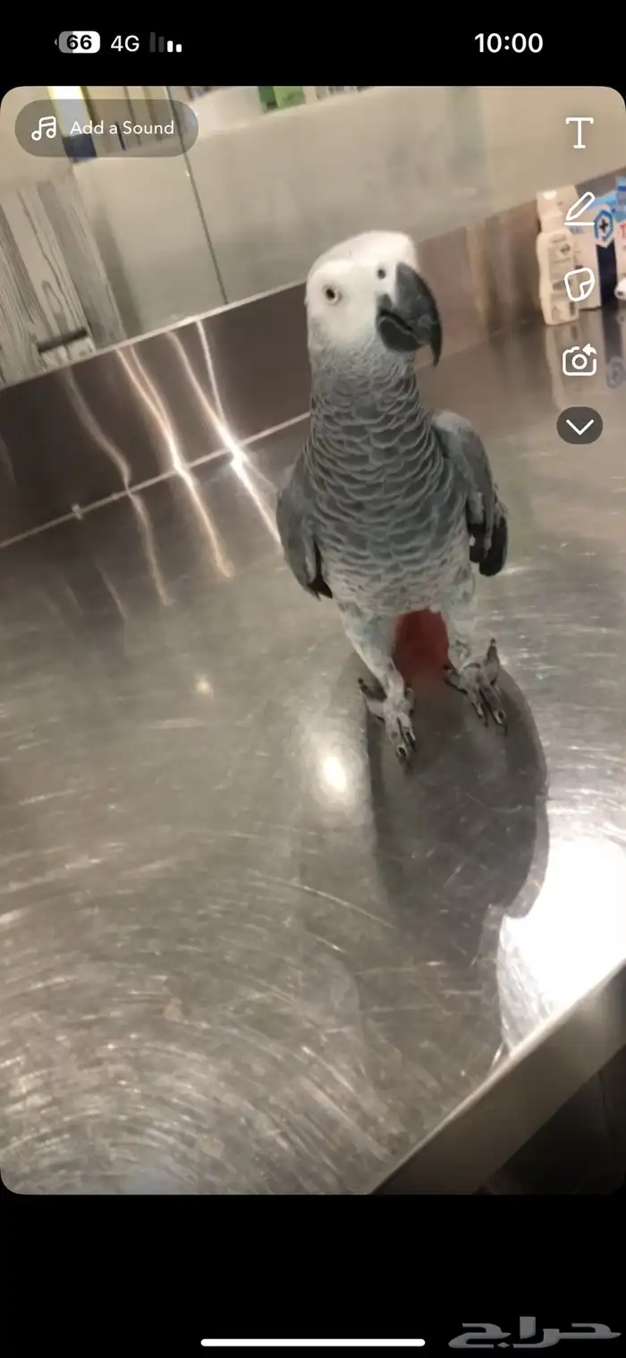 ببغاء كاسكو 1