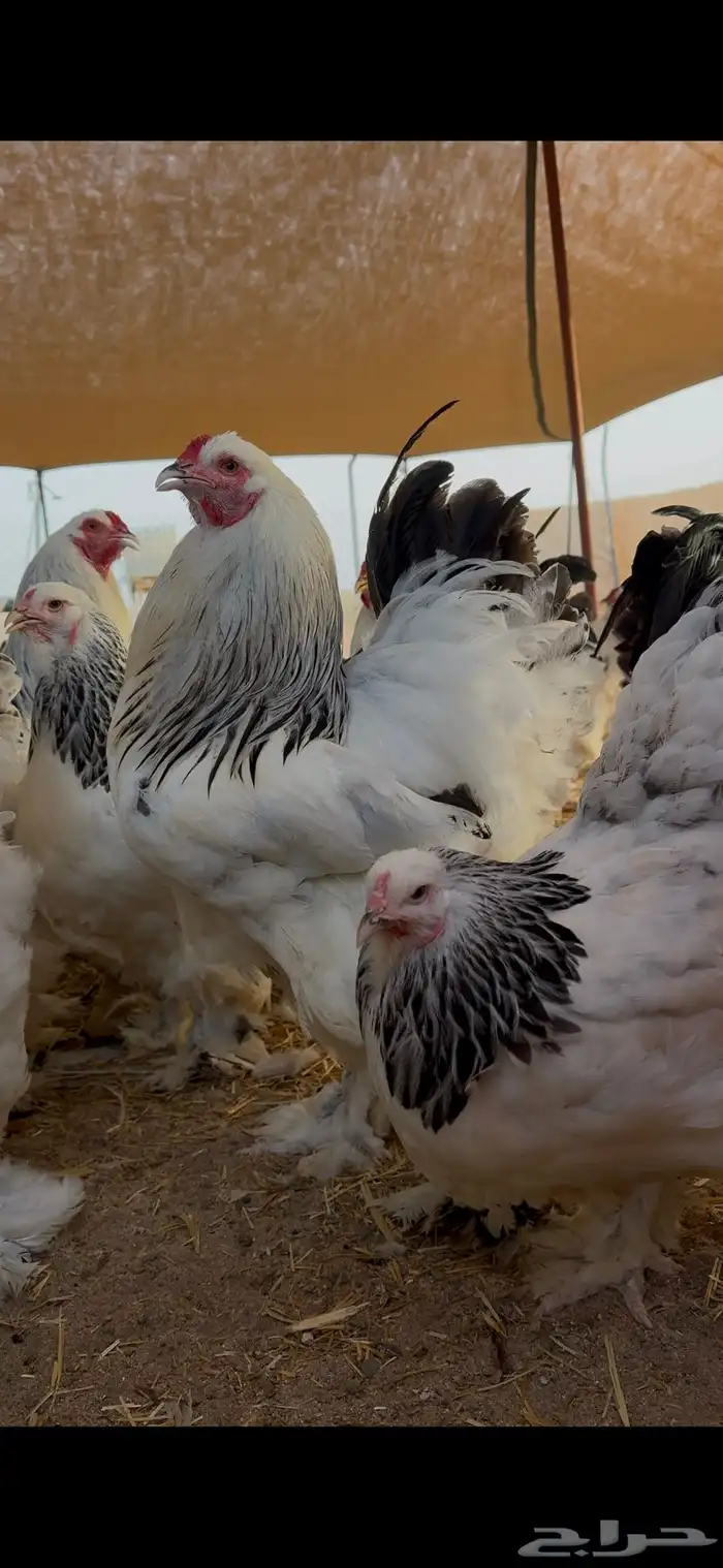 دجاج براهما سلالة كونك بياض 8