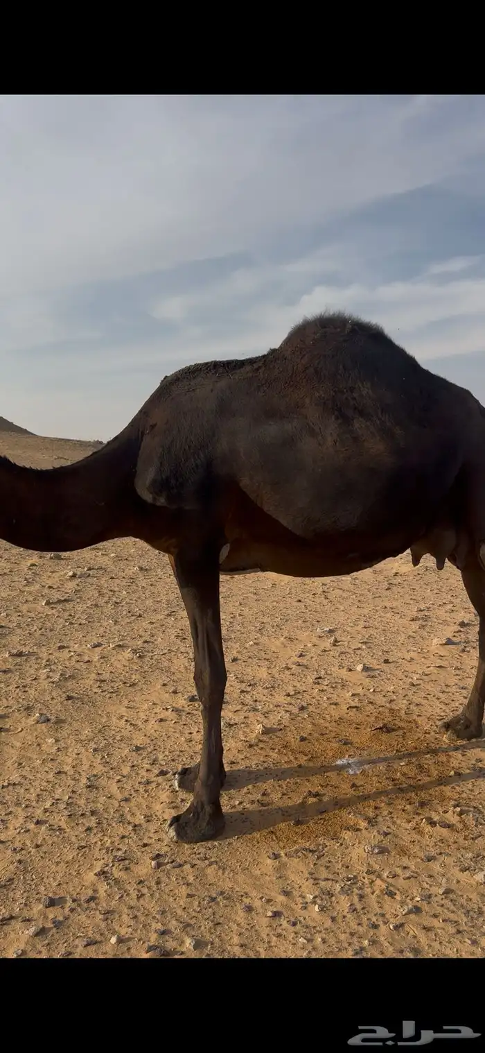 ناقه خلفه كفو 4