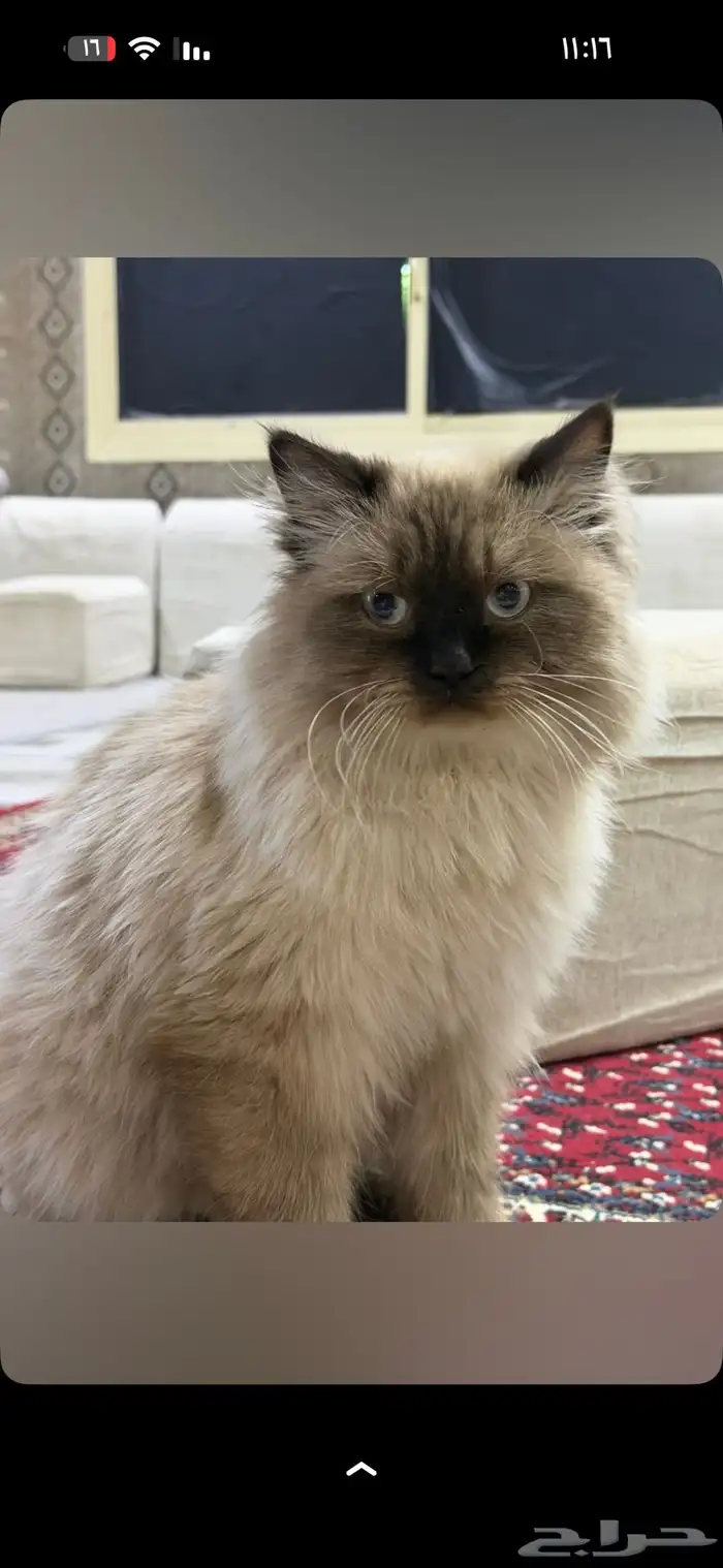 قطوووه ضايعه او مرميه واضح نظيف شكله توه طالعه الي له يدخل 0