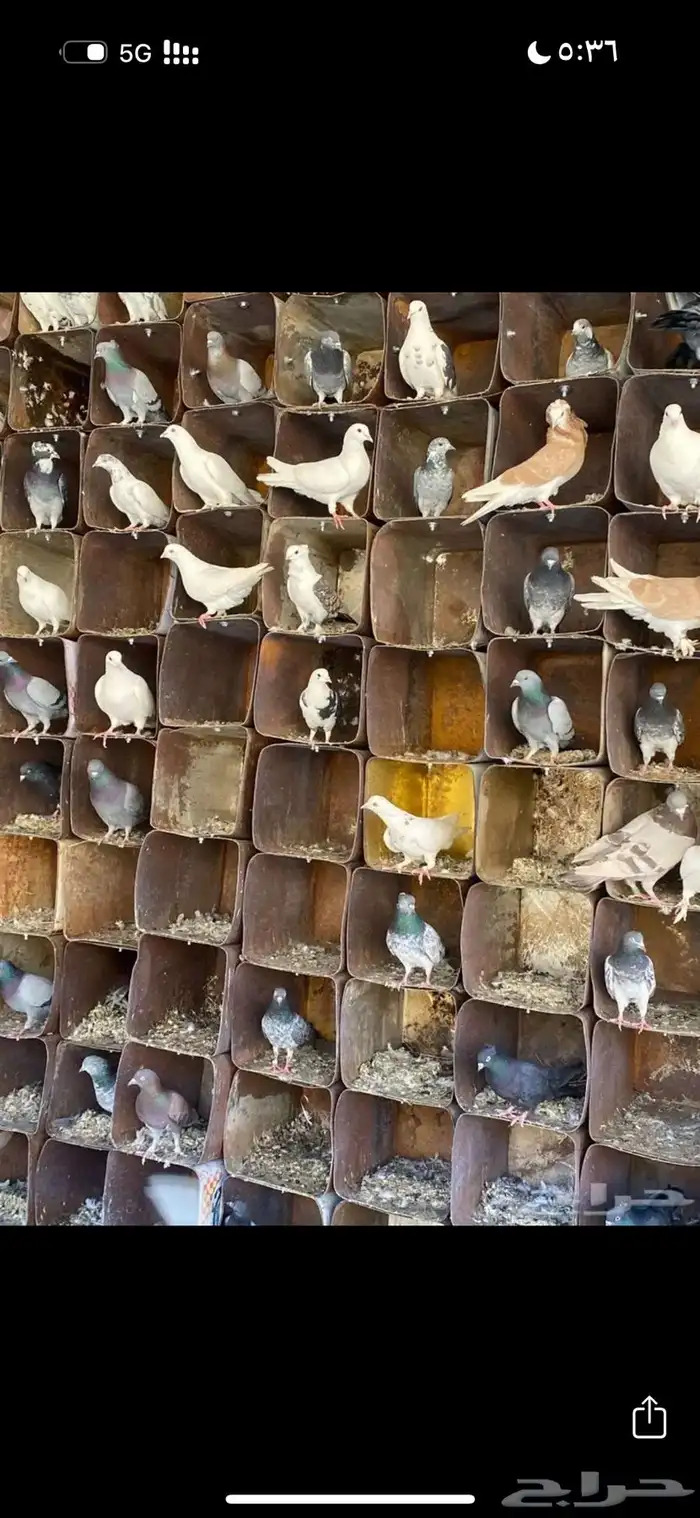 حمام فرصه الي بياخذه سعر مايتفوت 0