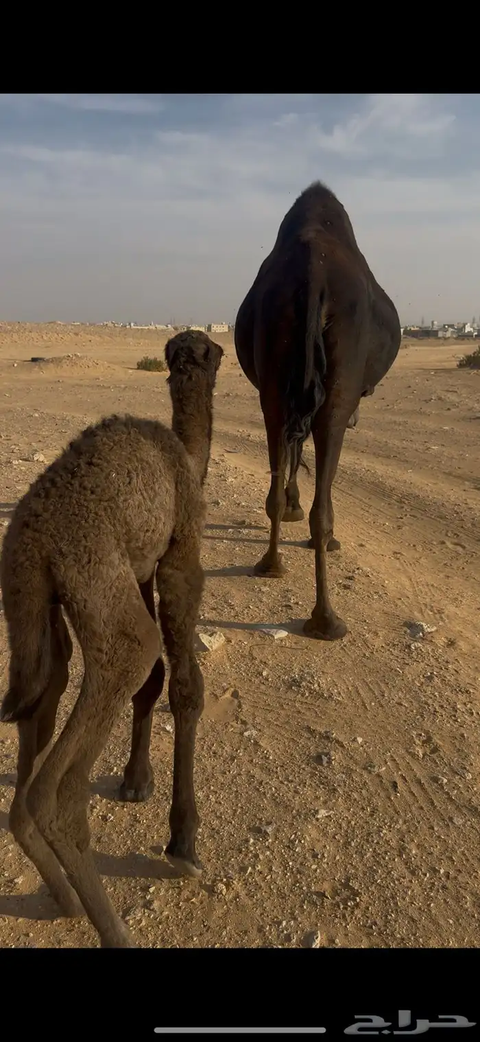 ناقه خلفه كفو 1