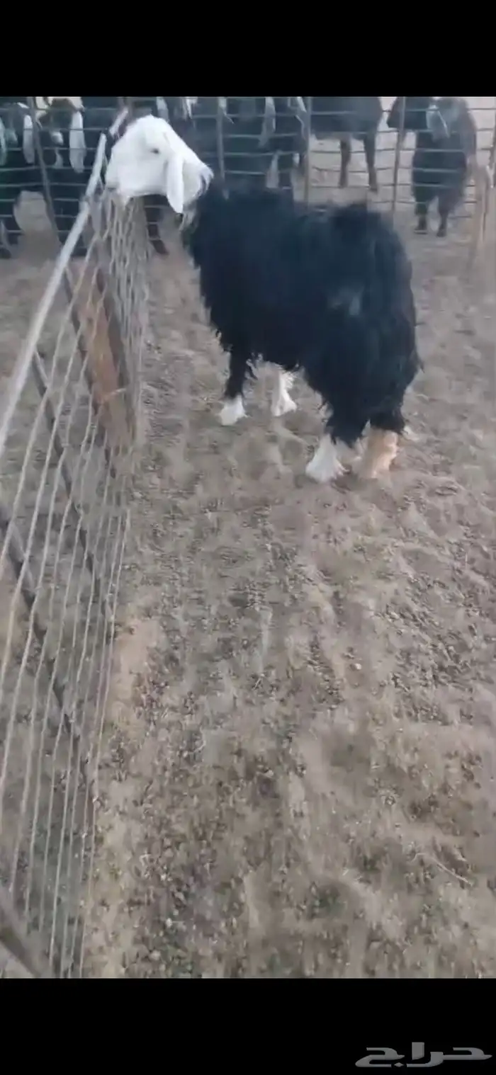 للبيع نعجه ثنيه فيها خلع برجلها اليسار وسديس فل الفل شحم 3