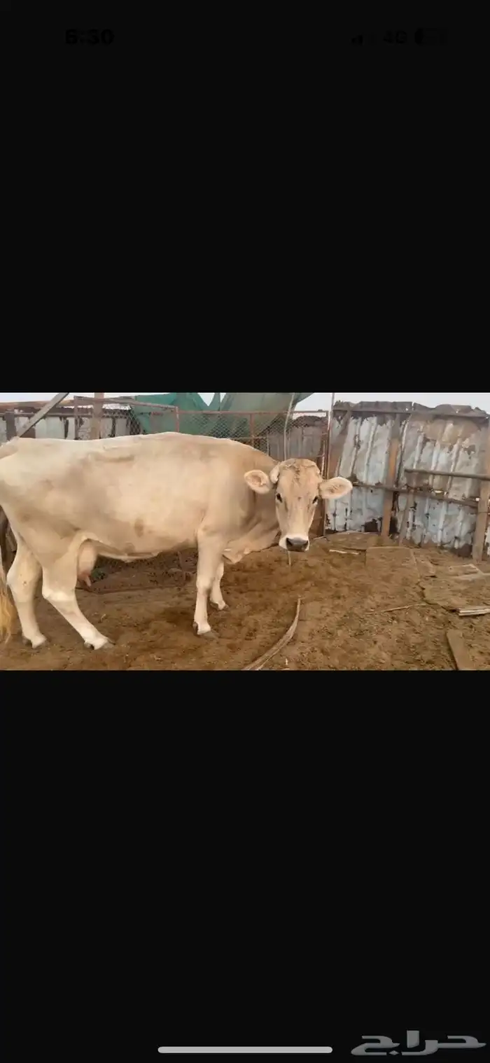 بقر سويسري بيور مراح كامل 5