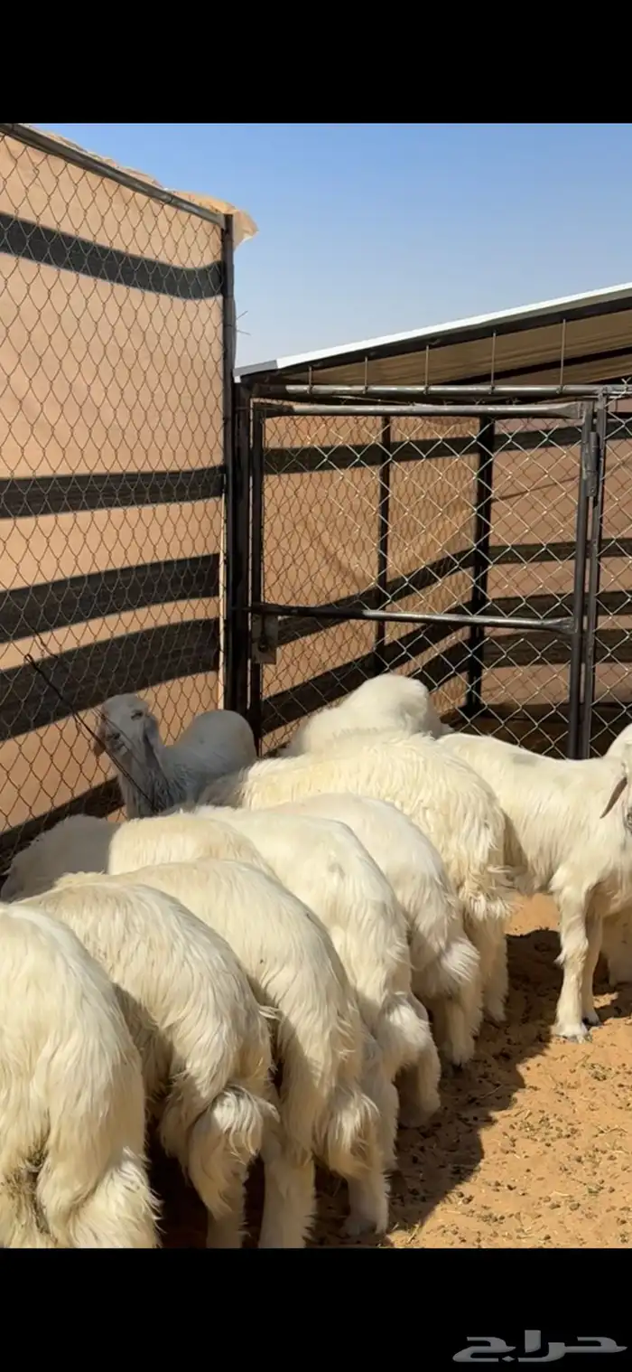 خرفان صفر بلديه للبيع صغار ووسط وكبار 5