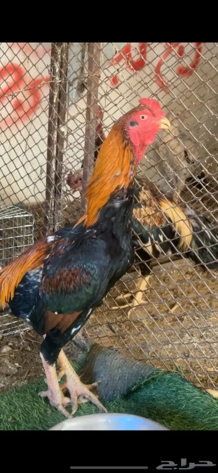 دجاج باكستاني شمو يباني و سندي 2