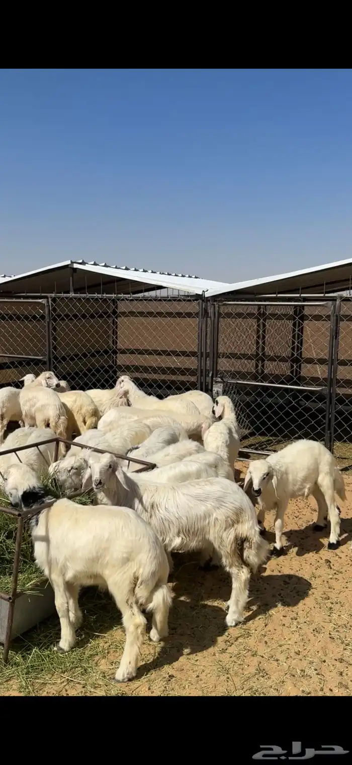 خرفان صفر بلديه للبيع صغار ووسط وكبار 3