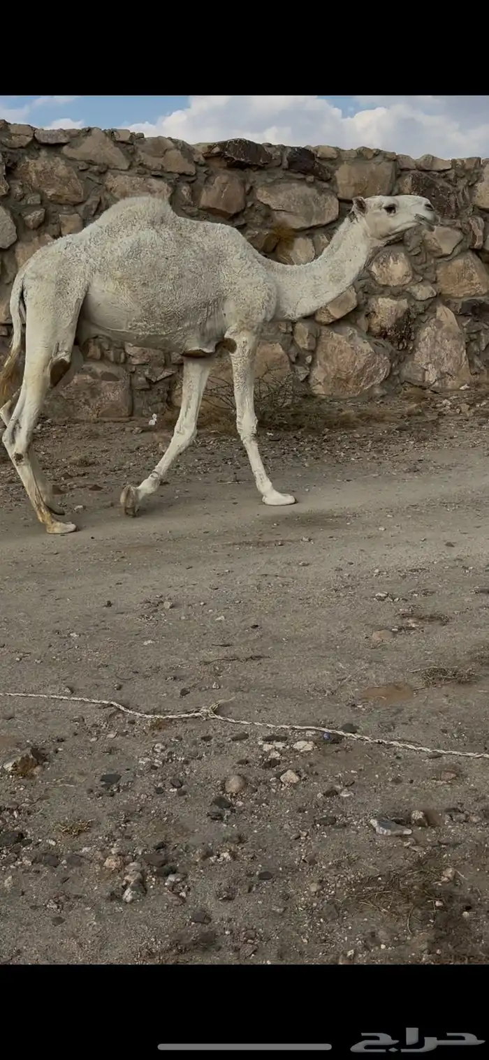 بعير رباع عفر كفو على جميع الشروط 5