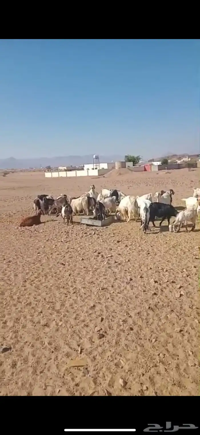 ضان وغنم المجموع 50 1