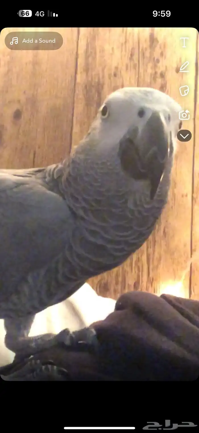 ببغاء كاسكو 0