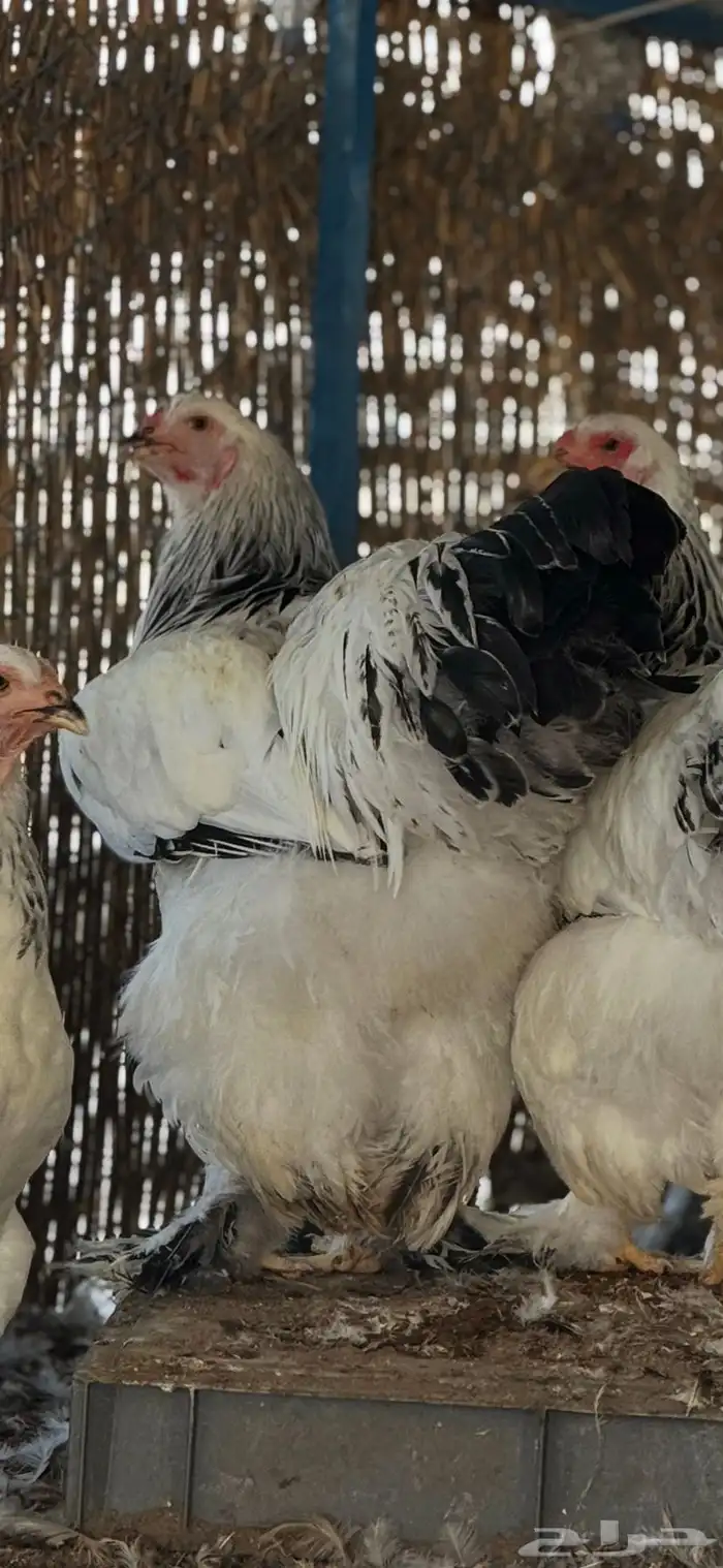 براهما كولمبي بشاير سلالة كونك 0