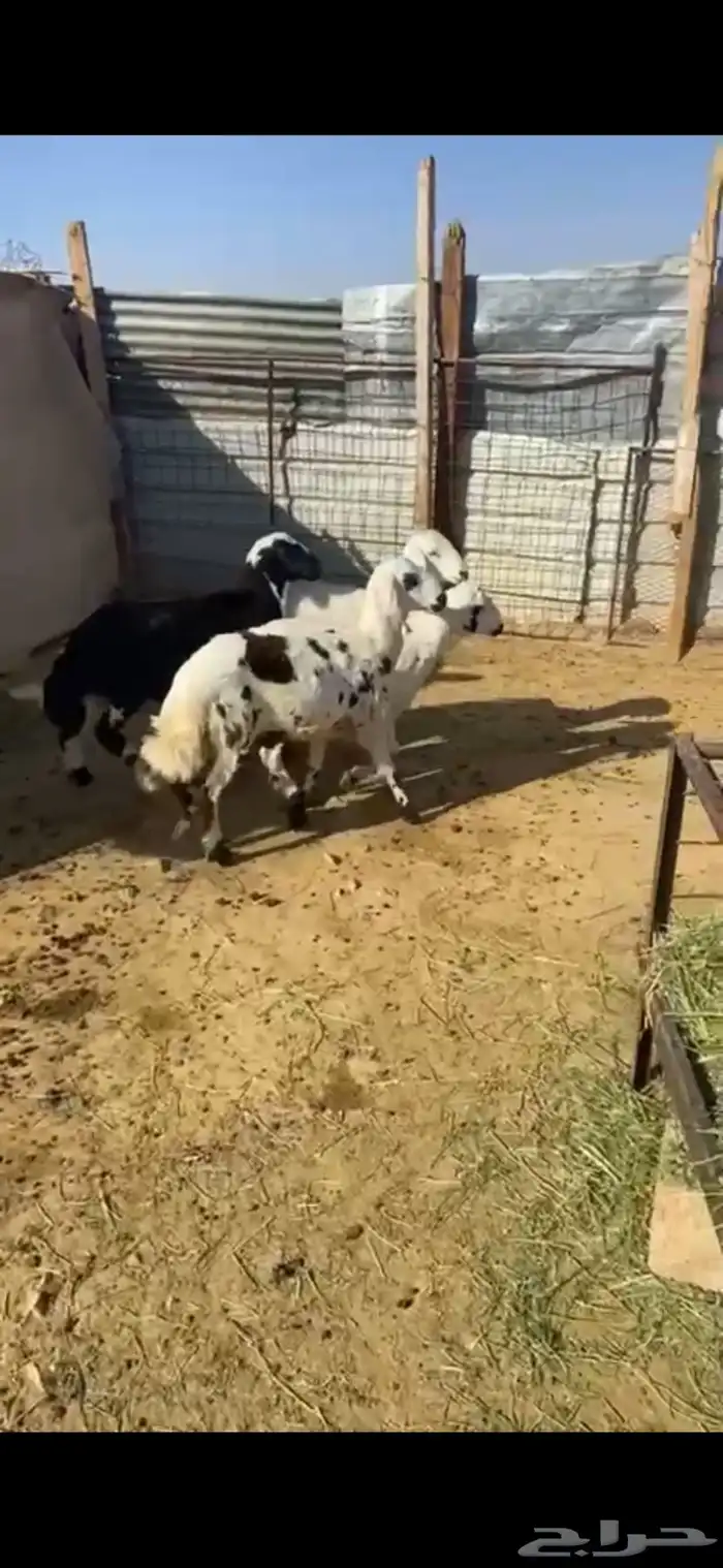 خرفان طيبه 1