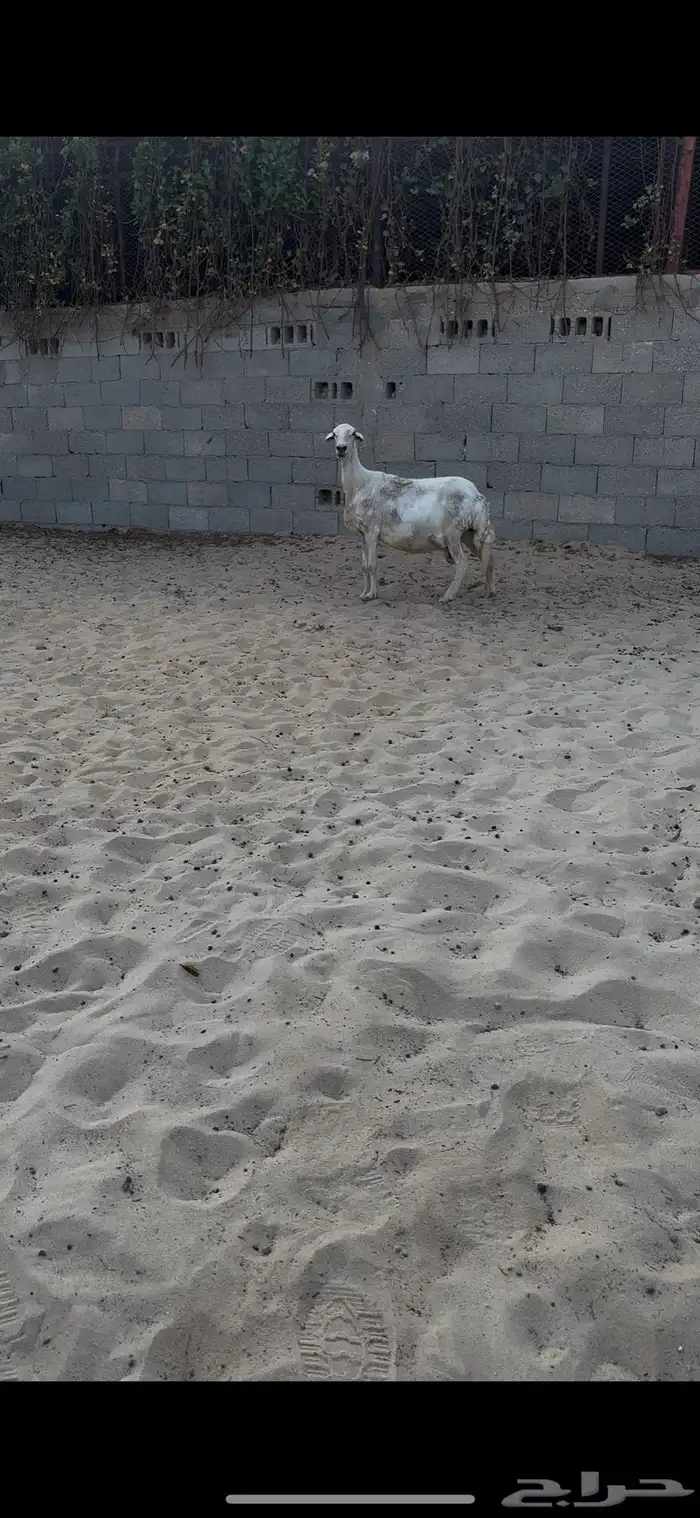 حريه دافع واصللل 0