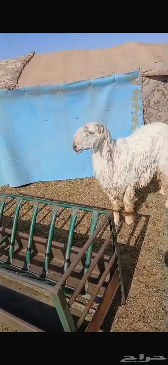 للبيع نعجه ثنيه فيها خلع برجلها اليسار وسديس فل الفل شحم 17