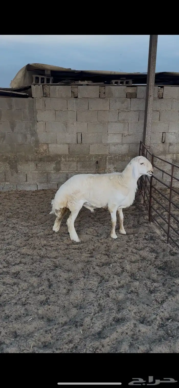 للبيع فحول حريات كفو 6