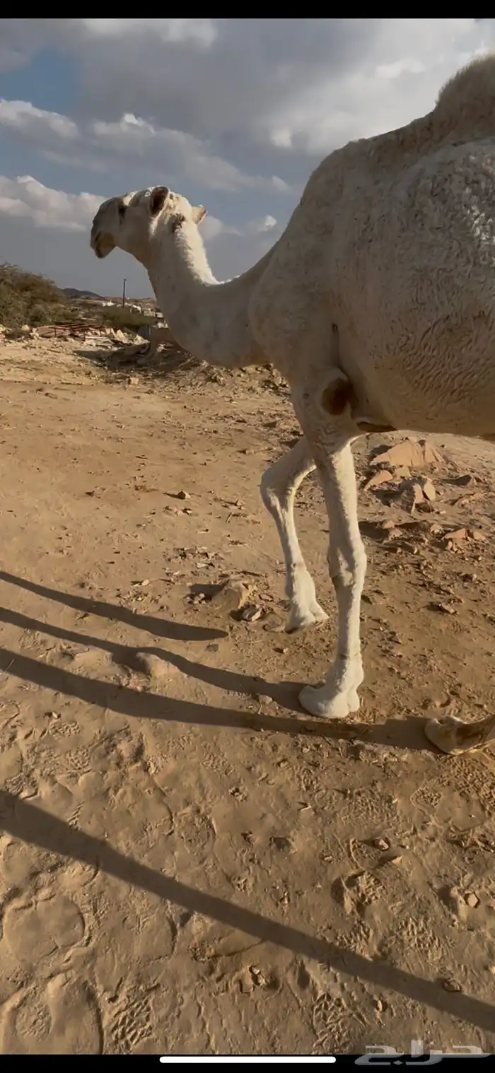 بعير رباع عفر كفو على جميع الشروط 7