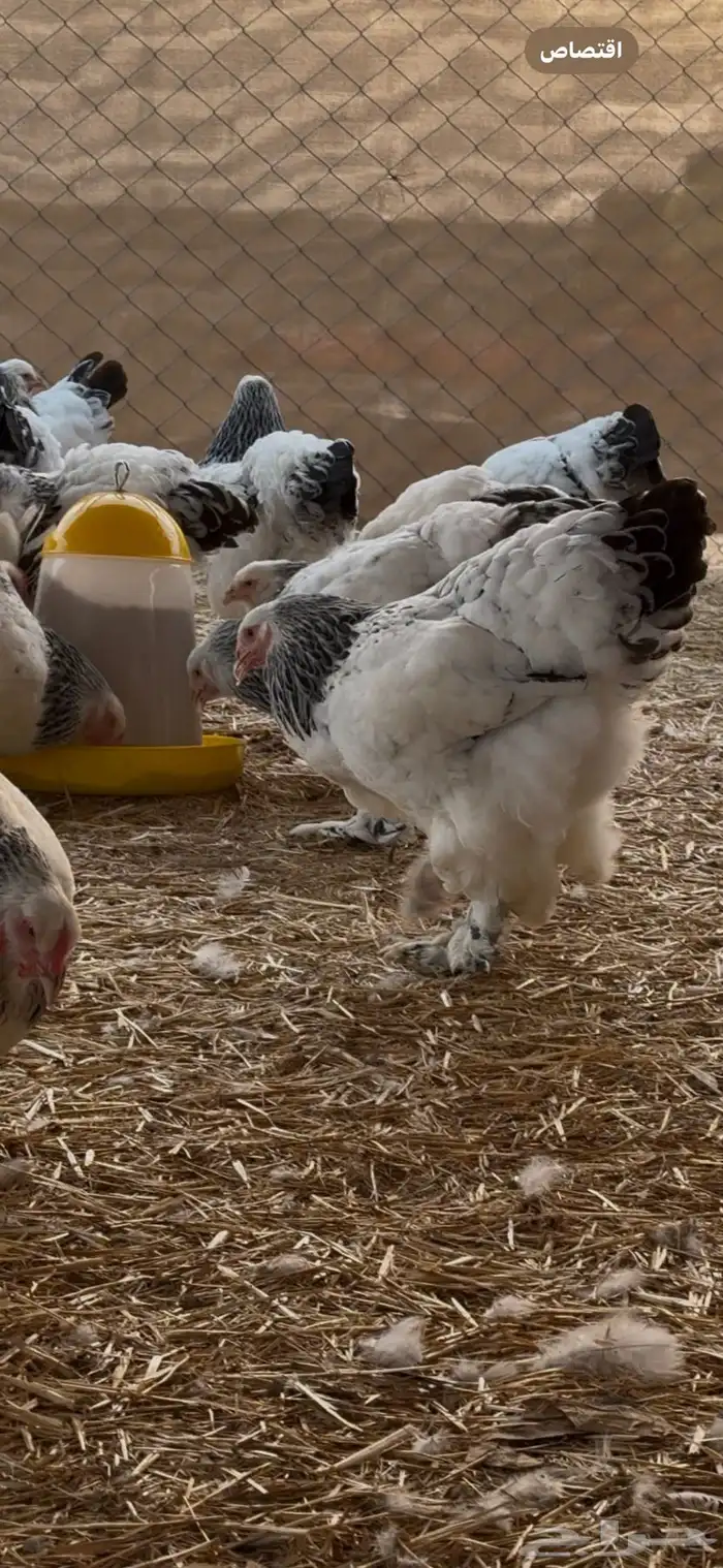 دجاج براهما سلالة كونك بياض 5