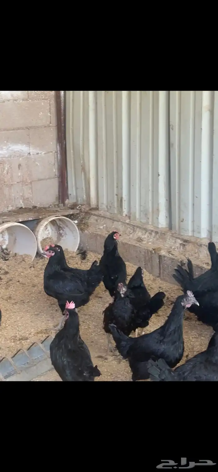 دجاج مشكل بلدي وهجين تركي 2