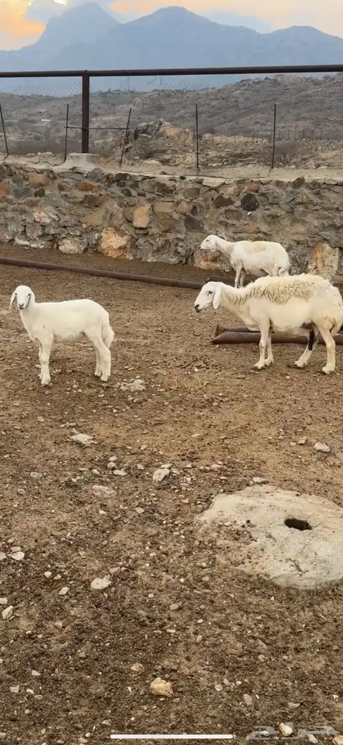 نعجه صنف معاها طلي 4