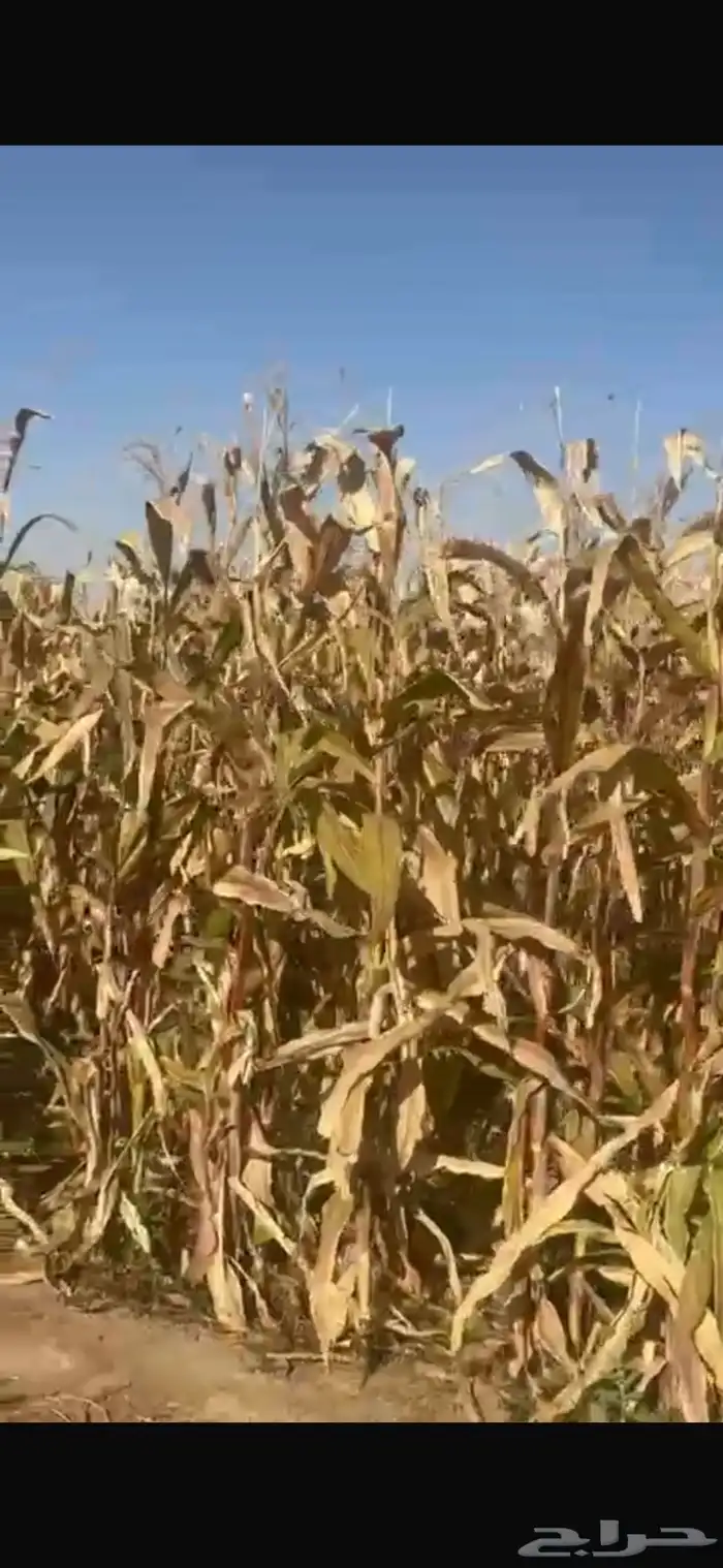 علف للبيع أعلاف ذره 0