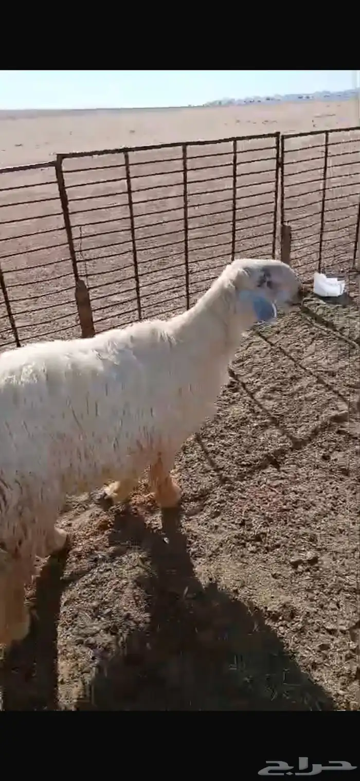 للبيع نعجه ثنيه فيها خلع برجلها اليسار وسديس فل الفل شحم 22