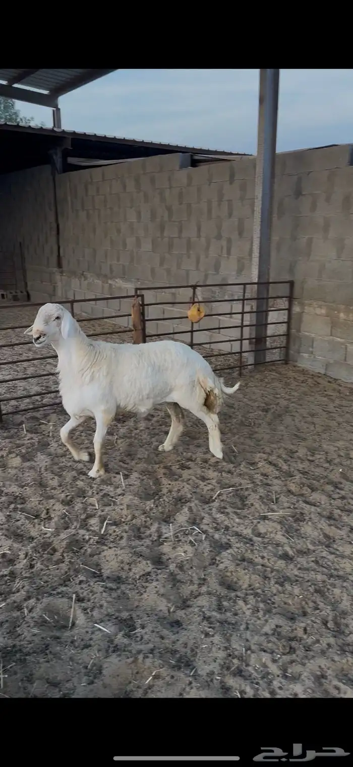 للبيع فحول حريات كفو 5