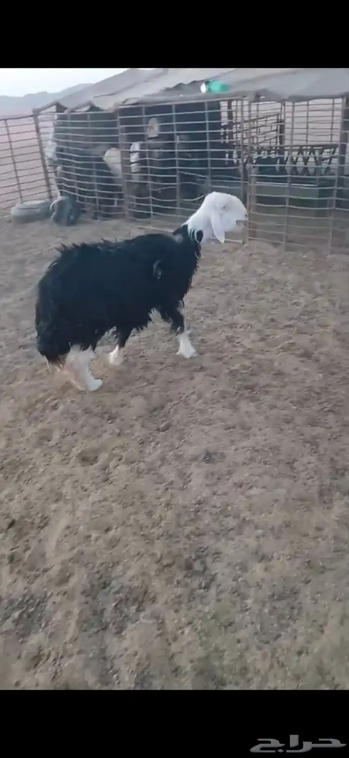 للبيع نعجه ثنيه فيها خلع برجلها اليسار وسديس فل الفل شحم 5