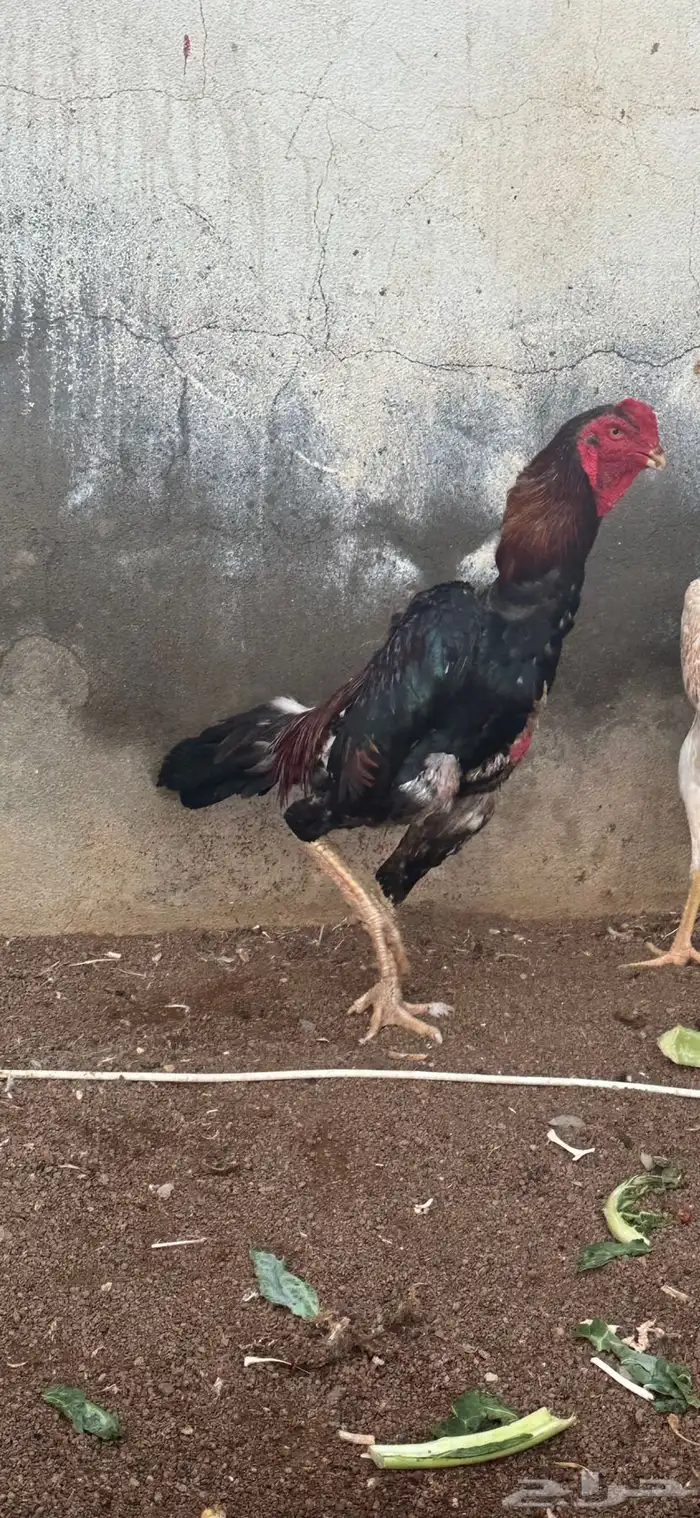 ديك شامو ياباني 2