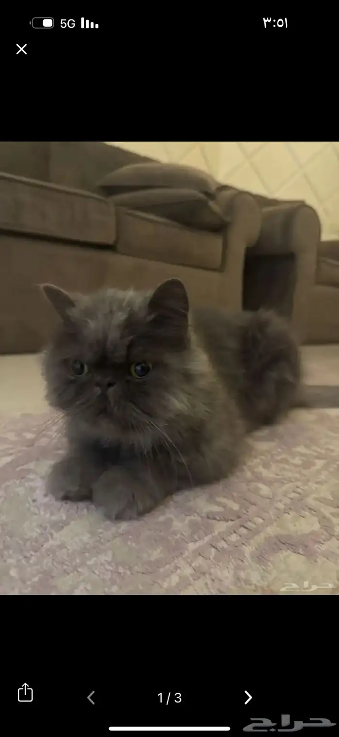 قط للبييع الحقيقه ما اعرف نوعه بس اعرف انه من القطط الغاليه 0