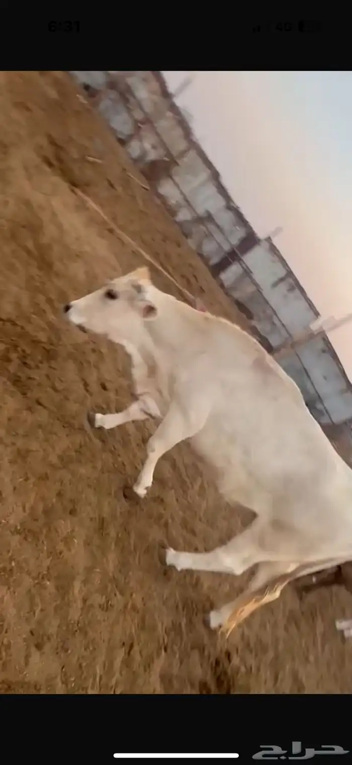 بقر سويسري بيور مراح كامل 3