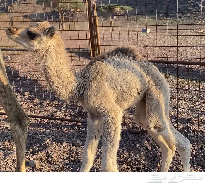 حوار للبيع اضيار 0