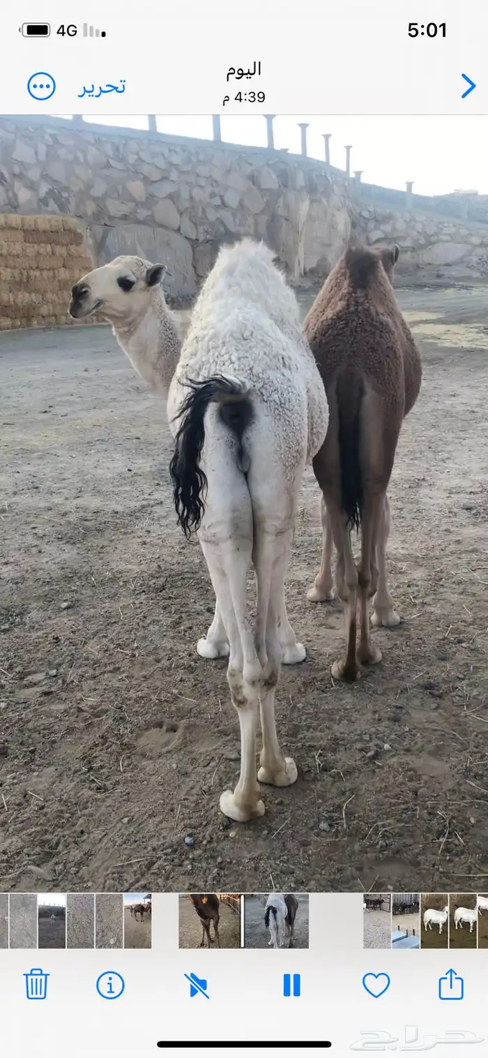 حشوان بلديه للبيع 1