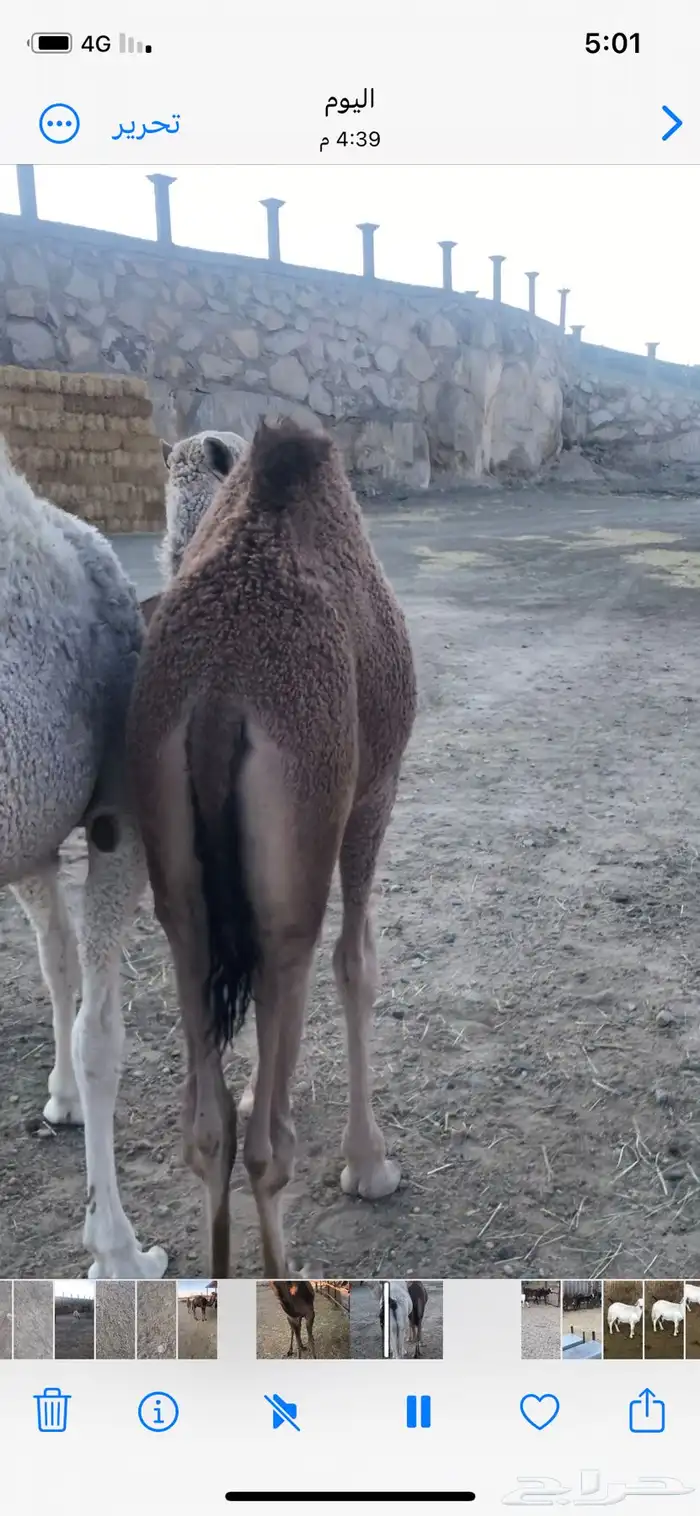 حشوان بلديه للبيع 0