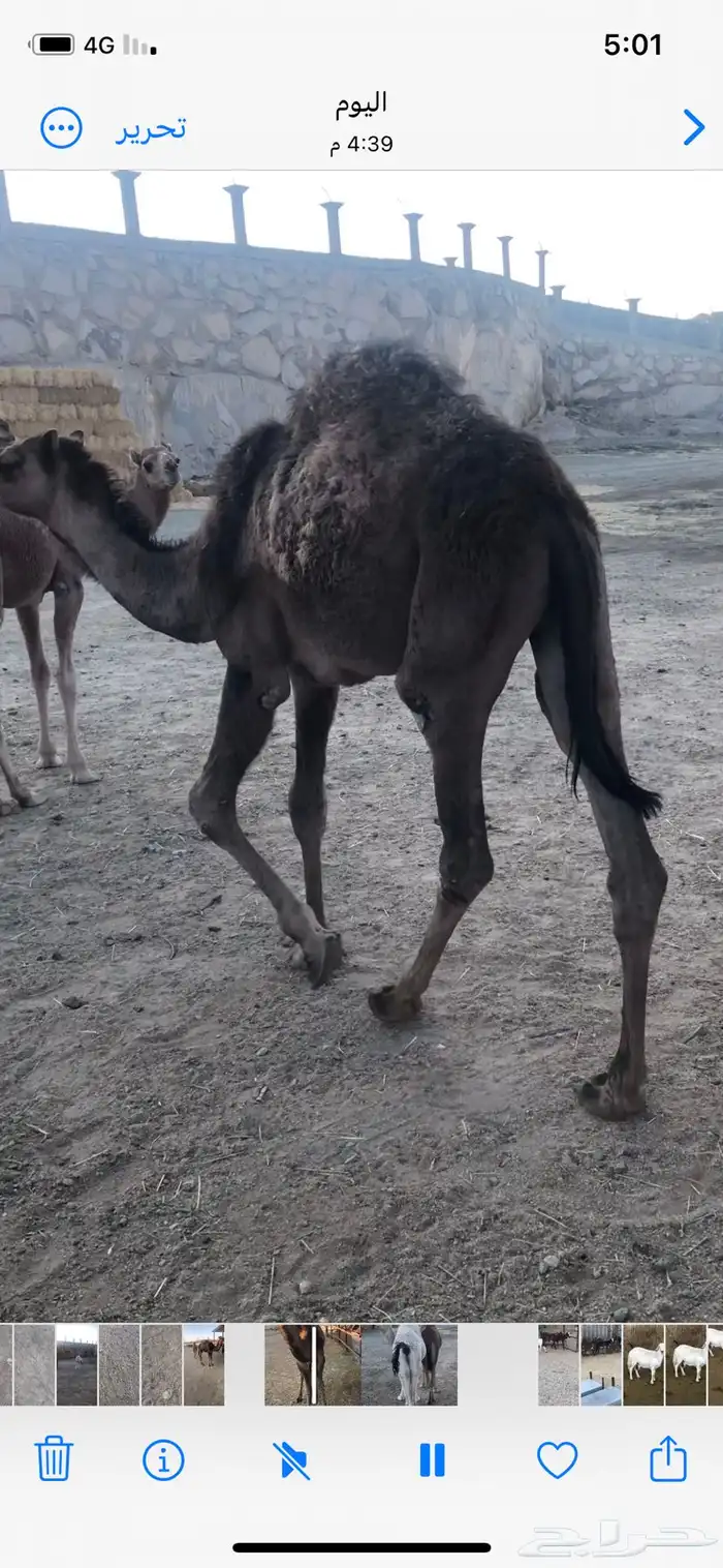 حشوان بلديه للبيع 2