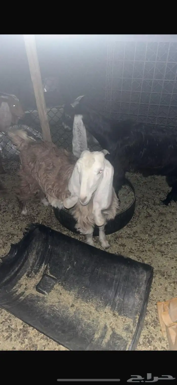 للبيع جفره صحتها زينه عمرها بين 8 او9 0