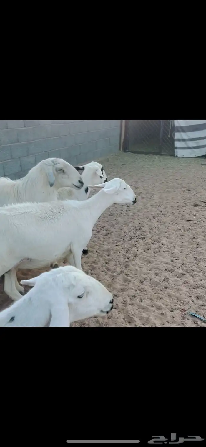 ضان دفيع اسنان 0