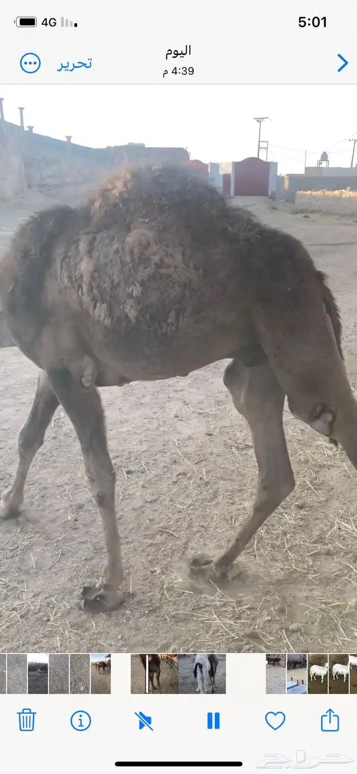 حشوان بلديه للبيع 3