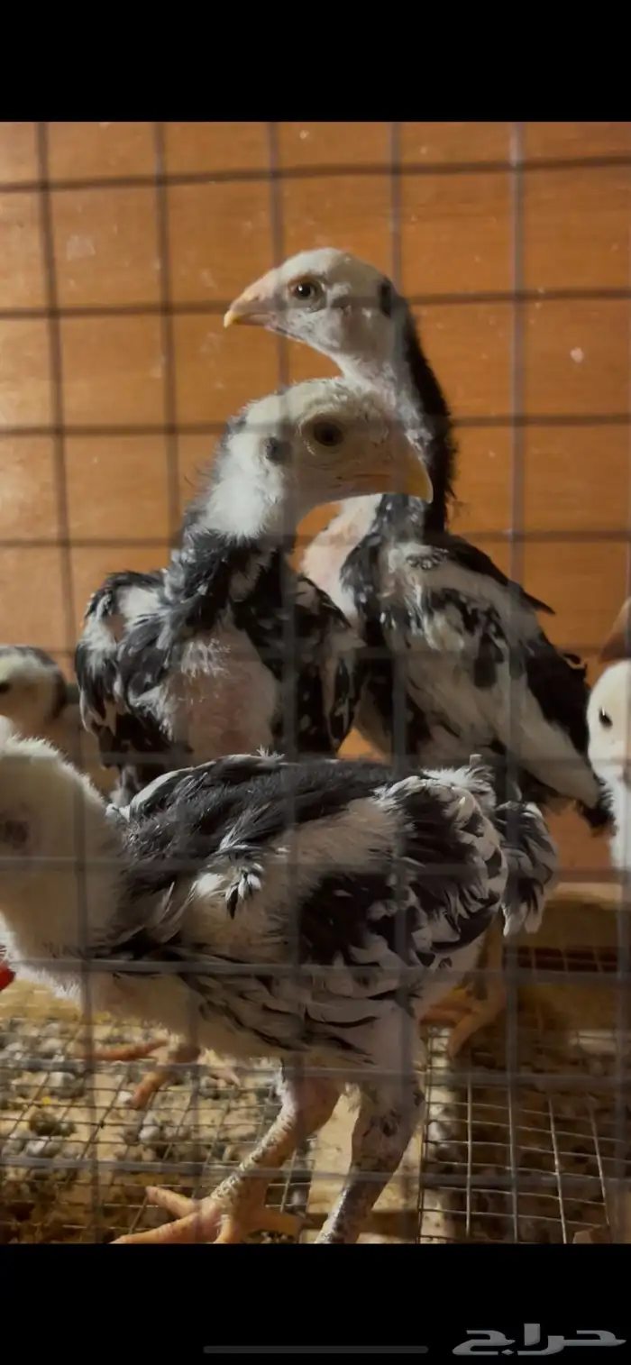 فروخ شامو الماني هزاز 8