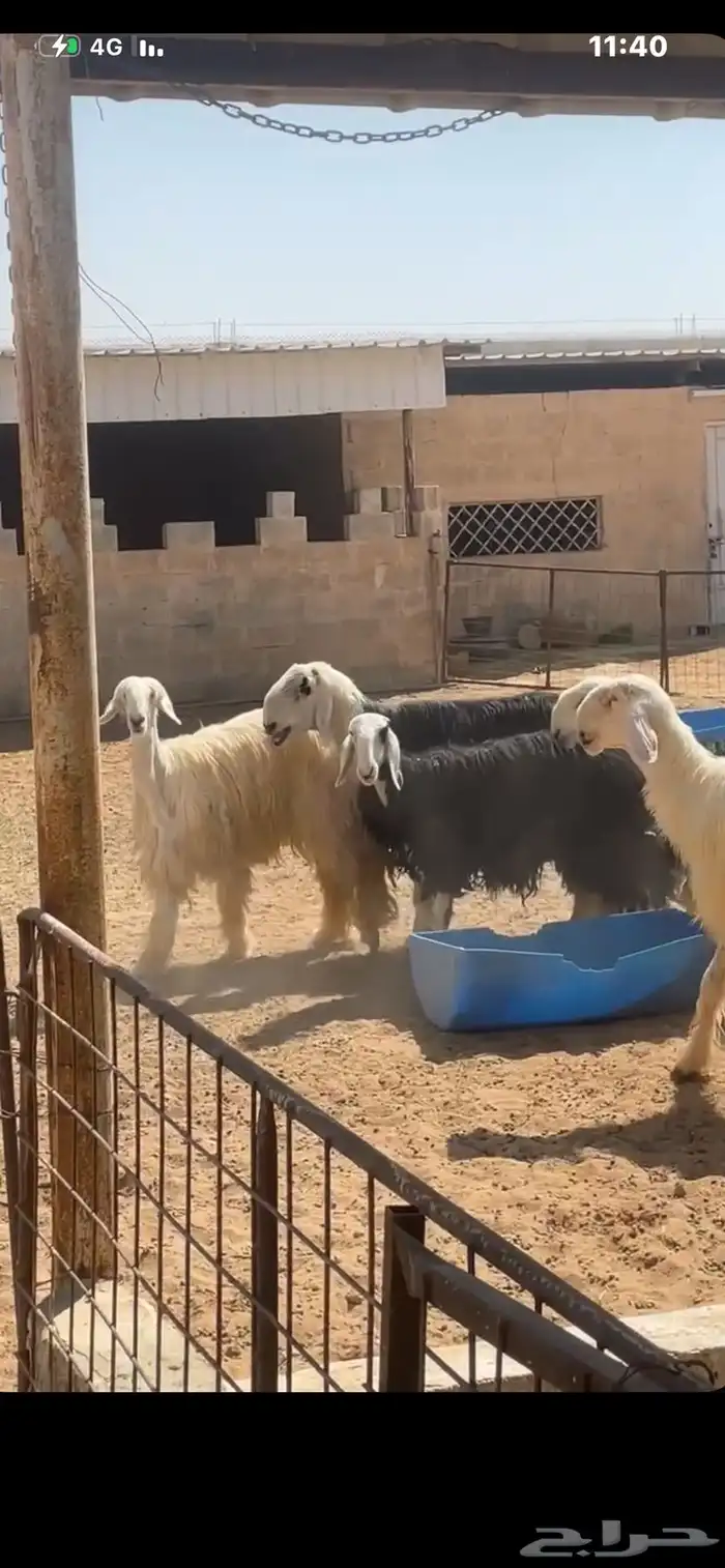 شياه نجد العداد (6)-3حيل و3 دافيع 4