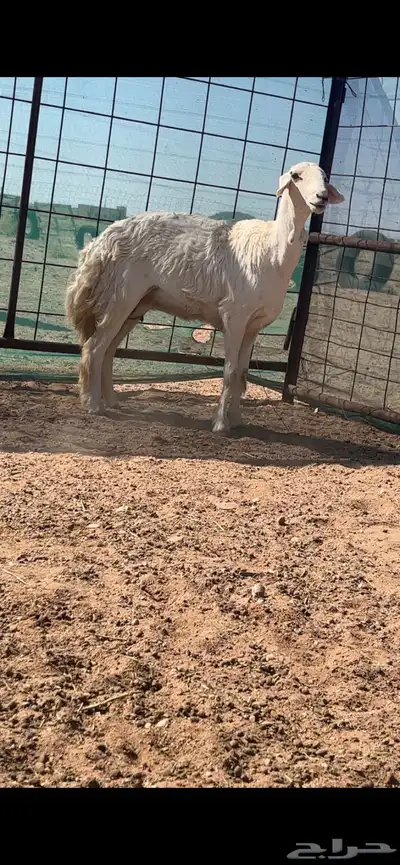 رخال حريات حرش والد index