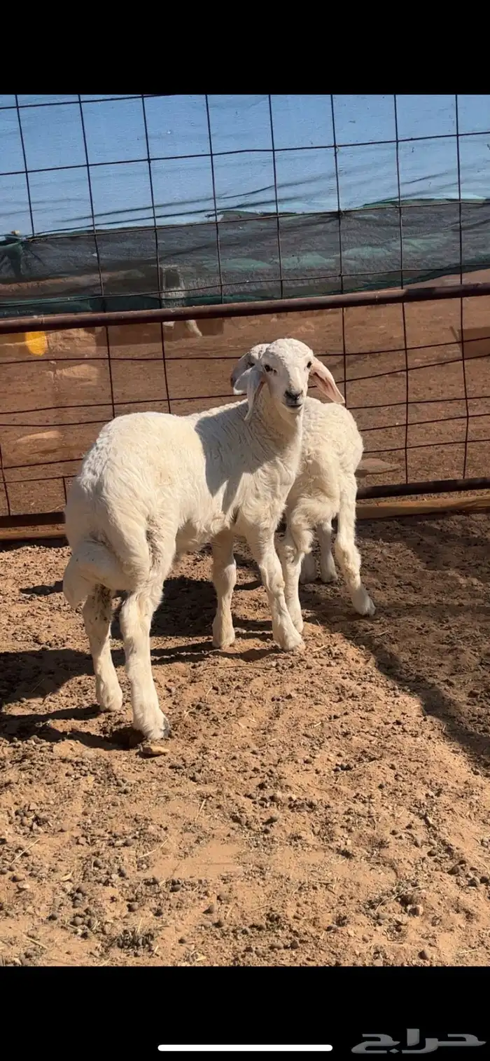 رخال حريات حرش والد 12