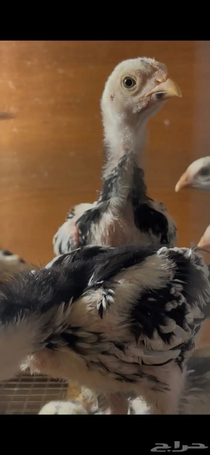 فروخ شامو الماني هزاز 5