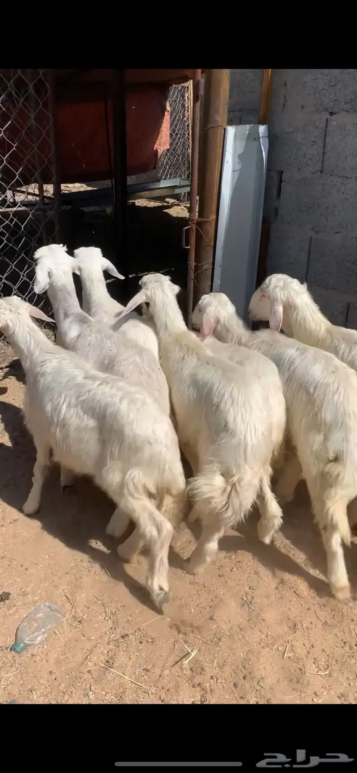 5 خرفان ورخلين سمان بلديه 0