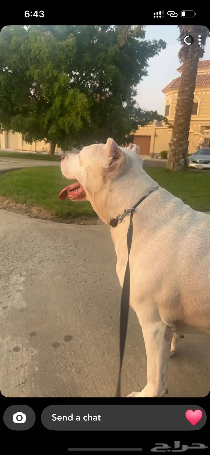 كلاب بيتبول للبيع مستوى رائع 6